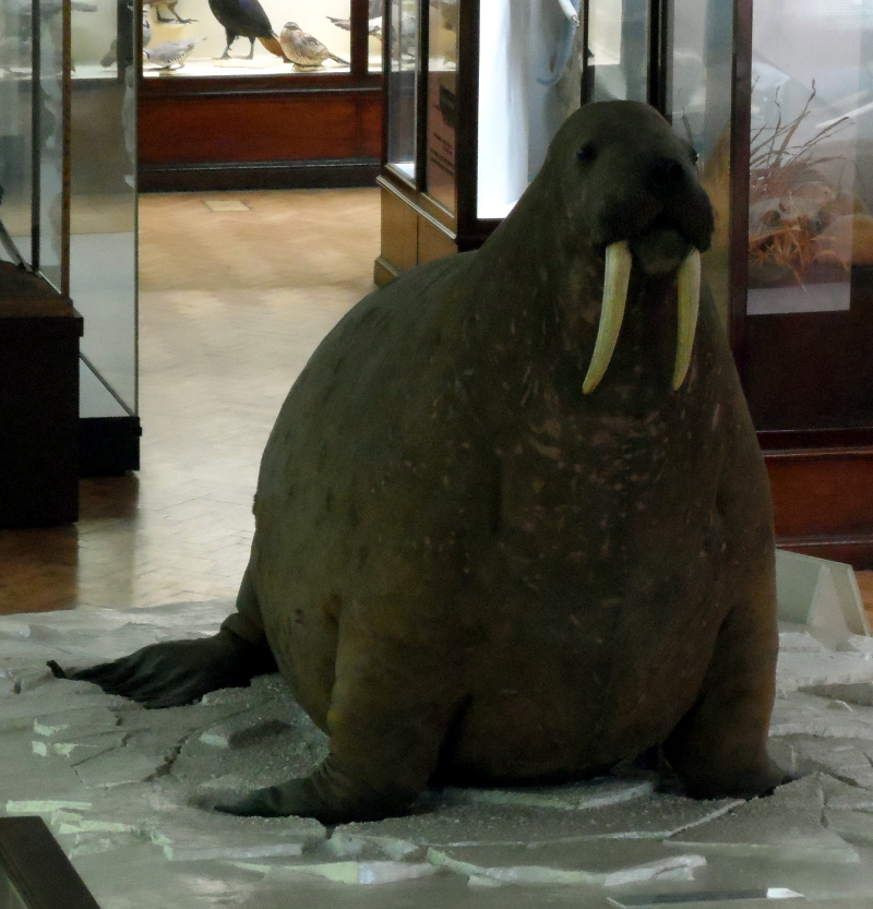 Horniman Museum walrus